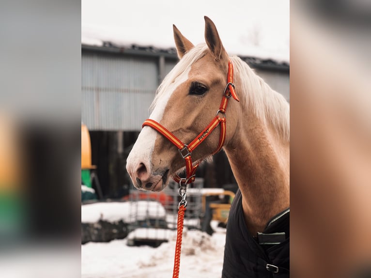 Palomino Jument 4 Ans Palomino in Rommerskirchen