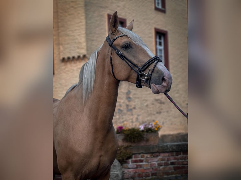 Palomino Jument 4 Ans Palomino in Rommerskirchen