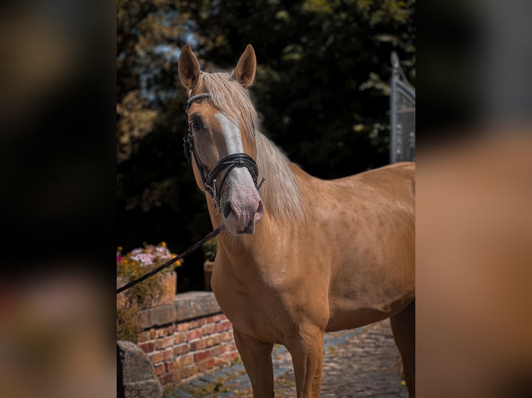 Palomino Jument 4 Ans Palomino in Rommerskirchen