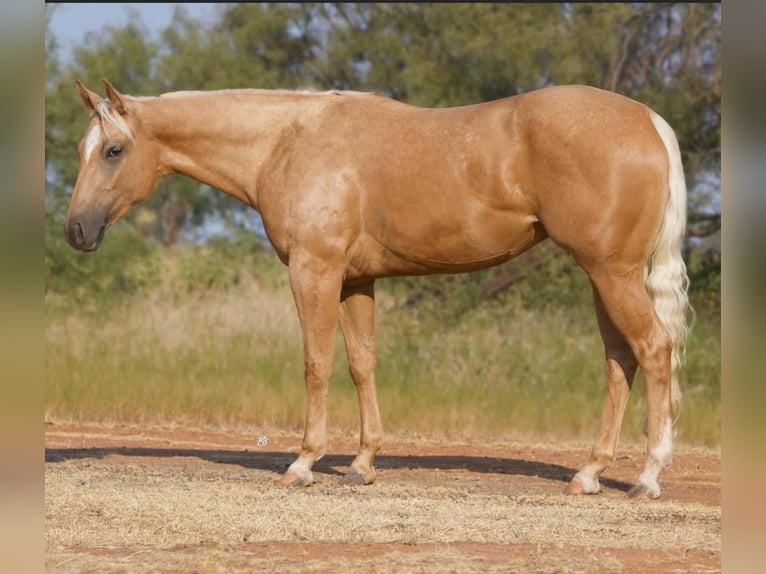 Palomino Jument 4 Ans Palomino in Lindale