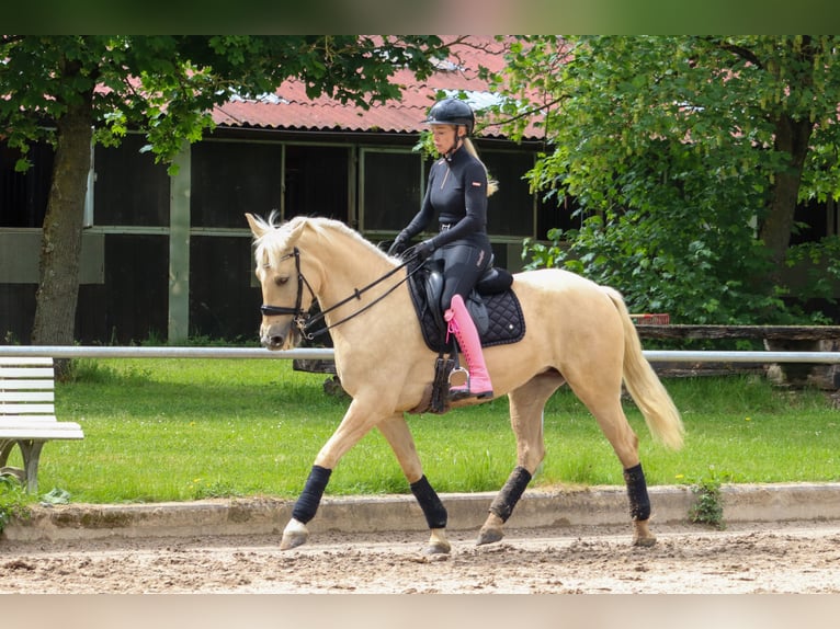 Palomino Jument 5 Ans 162 cm Palomino in Überherrn