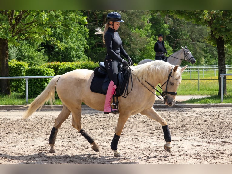 Palomino Jument 5 Ans 162 cm Palomino in Überherrn
