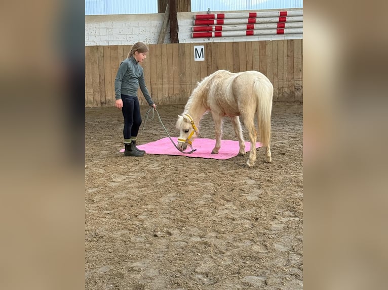 Palomino Jument 6 Ans 115 cm Palomino in Kevelaer