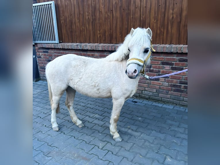 Palomino Jument 6 Ans 115 cm Palomino in Kevelaer