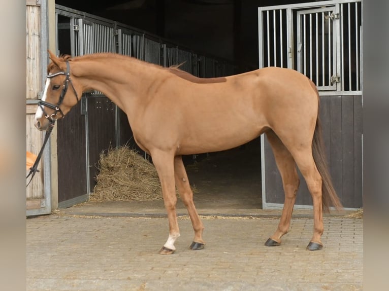 Palomino Jument 6 Ans 145 cm Alezan in Geilenkirchen