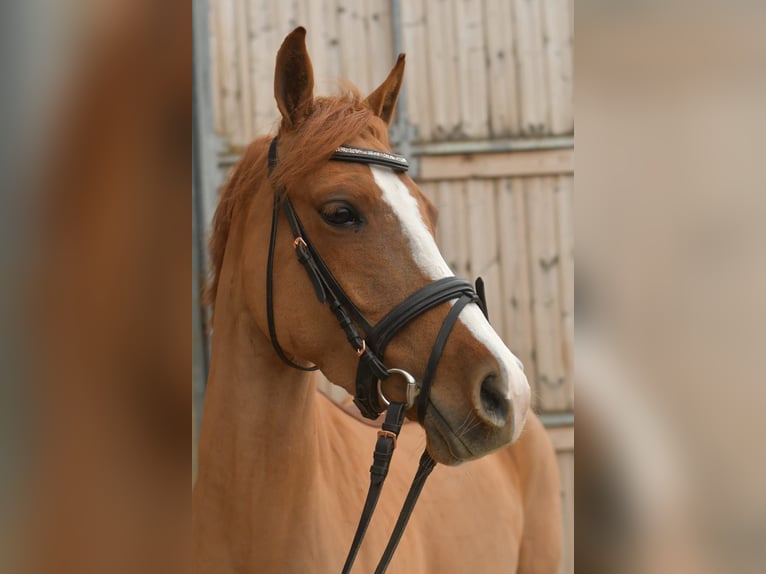 Palomino Jument 6 Ans 145 cm Alezan in Geilenkirchen