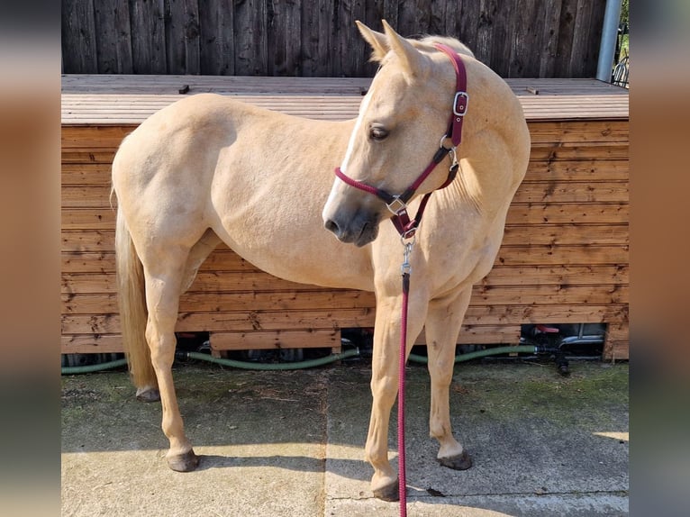 Palomino Jument 6 Ans 148 cm Palomino in Hattingen