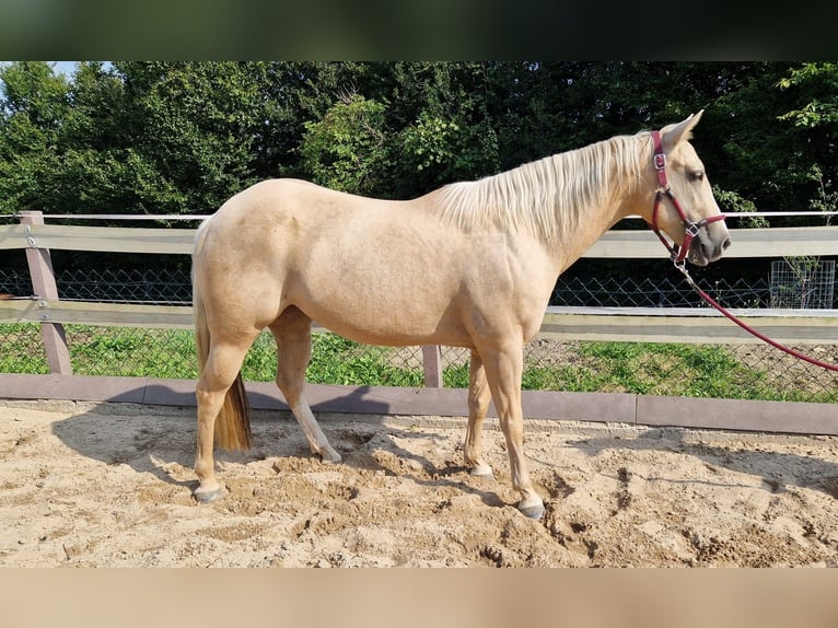 Palomino Jument 6 Ans 148 cm Palomino in Hattingen