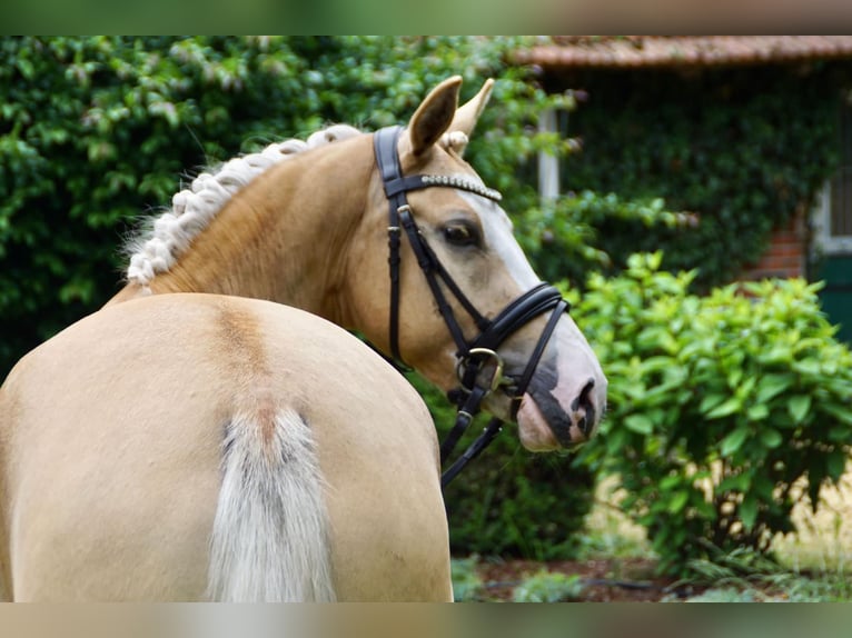 Palomino Jument 7 Ans 142 cm Palomino in Zossen
