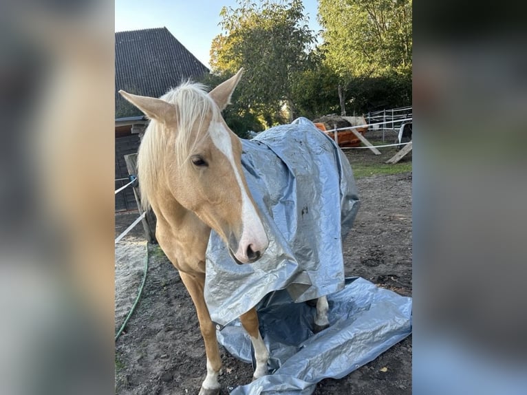 Palomino Jument 7 Ans 162 cm Palomino in Wathlingen