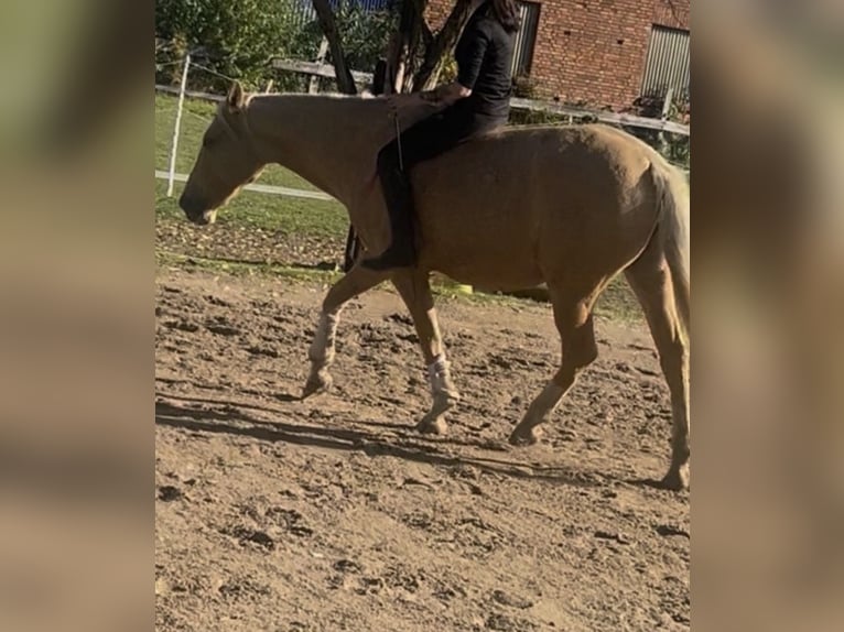 Palomino Jument 7 Ans 162 cm Palomino in Wathlingen