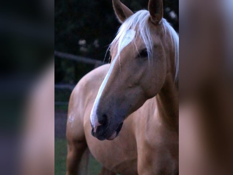 Palomino Jument 7 Ans 162 cm Palomino in Wathlingen