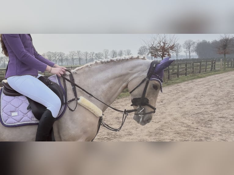 Palomino Jument 9 Ans 148 cm Palomino in Meijel