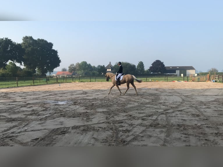 Palomino Jument 9 Ans 148 cm Palomino in Meijel