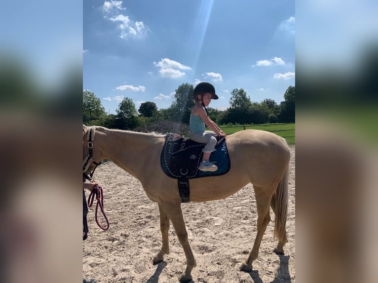 Palomino Jument 9 Ans 148 cm Palomino in Meijel