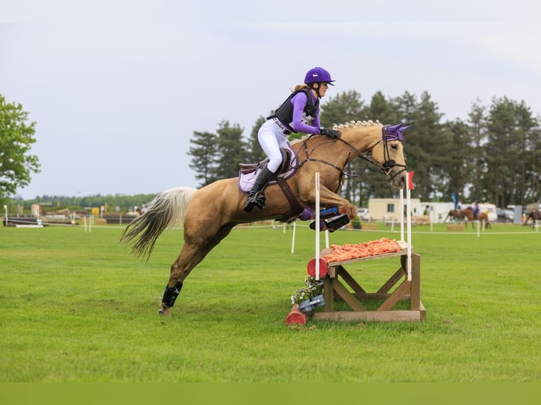 Palomino Jument 9 Ans 148 cm Palomino in Meijel