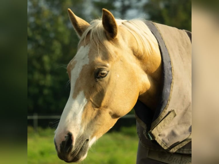 Palomino Jument 9 Ans 148 cm Palomino in Tarm