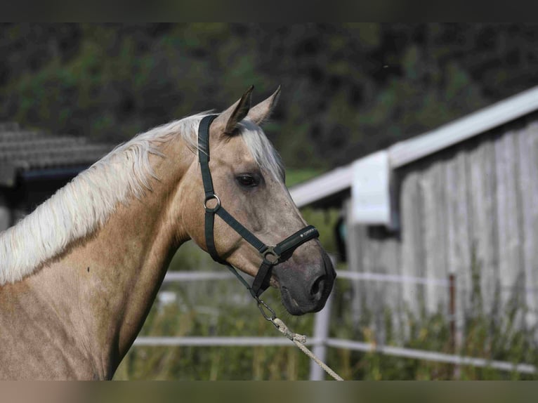 Palomino Jument 9 Ans 163 cm Palomino in Heidenheim