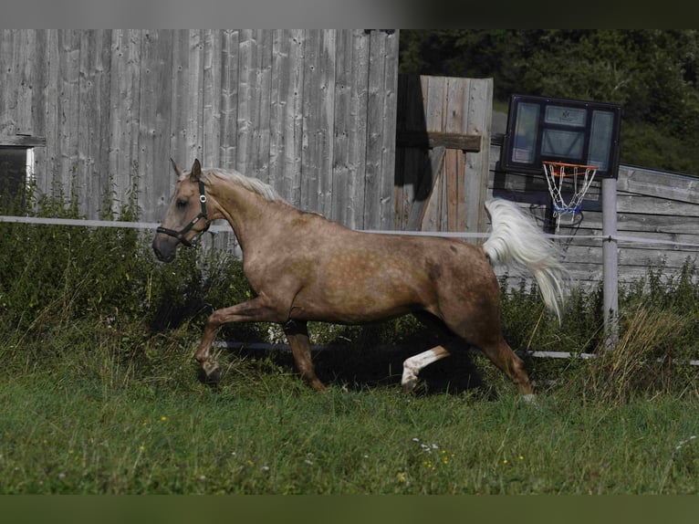 Palomino Jument 9 Ans 163 cm Palomino in Heidenheim