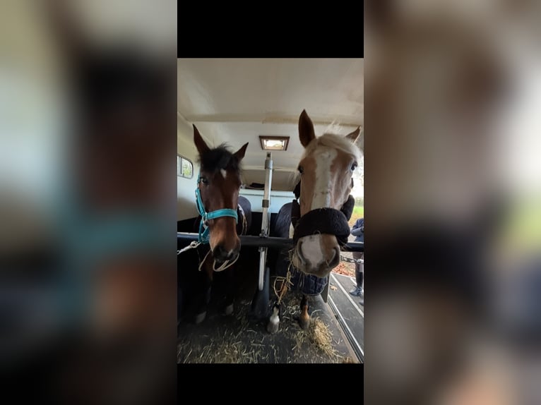 Palomino Mix Klacz 11 lat 160 cm Izabelowata in hoogstraten