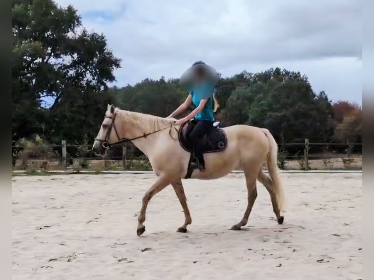 Palomino Klacz 13 lat 155 cm Izabelowata in st aout
