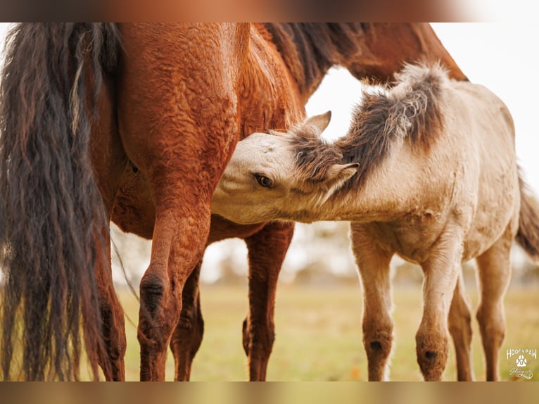 Palomino Klacz 1 Rok 157 cm Jelenia in Thedinghausen