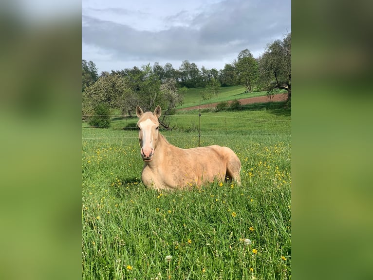Palomino Mix Klacz 20 lat 162 cm Izabelowata in Bebra