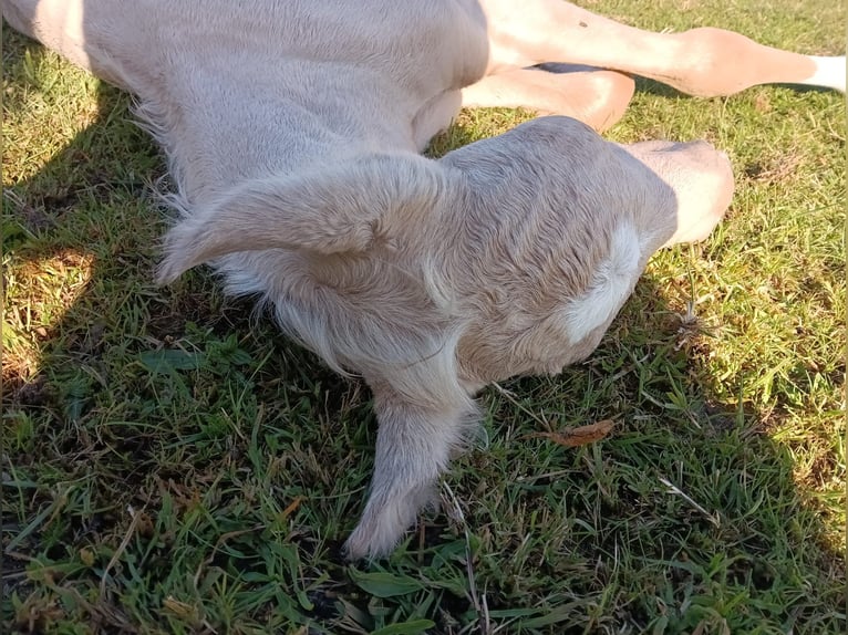 Palomino Klacz 2 lat 157 cm Izabelowata in Thedinghausen