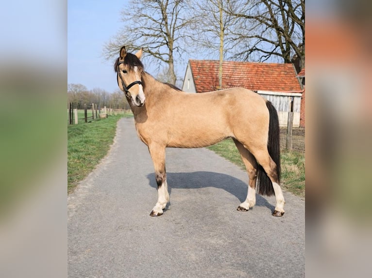 Palomino Klacz 3 lat 135 cm Izabelowata in Emsdetten