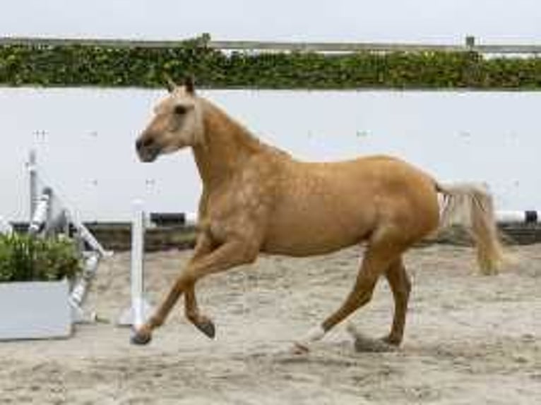 Palomino Klacz 3 lat 146 cm Izabelowata in Waddinxveen