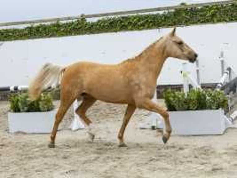 Palomino Klacz 3 lat 146 cm Izabelowata in Waddinxveen