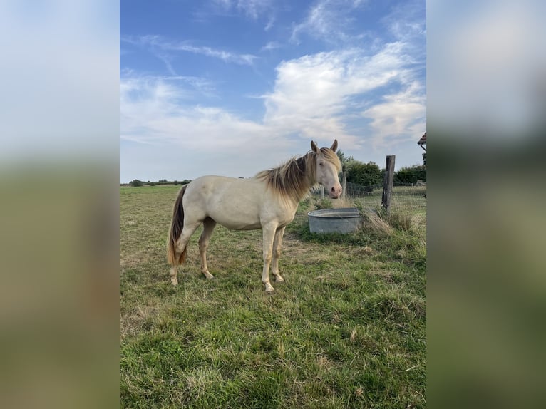 Palomino Klacz 3 lat 148 cm Szampańska in Saint aubin le vertueux