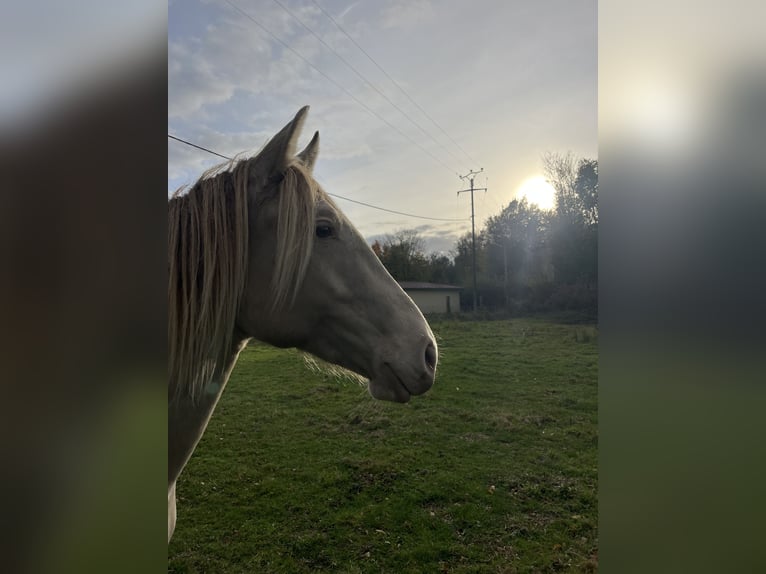 Palomino Klacz 3 lat 148 cm Szampańska in Saint aubin le vertueux