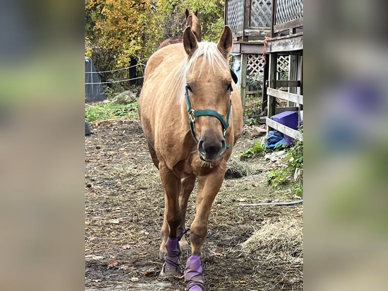 Palomino Klacz 3 lat 152 cm Izabelowata in Hudson Falls