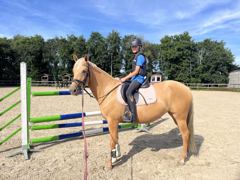 Palomino Klacz 4 lat 152 cm Izabelowata in Rucphen