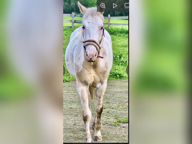 Palomino Klacz 4 lat 158 cm Izabelowata in Eppenstein