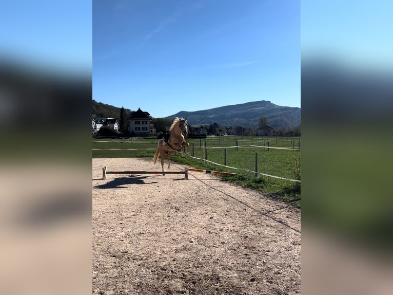 Palomino Klacz 4 lat 160 cm Izabelowata in Laupersdorf