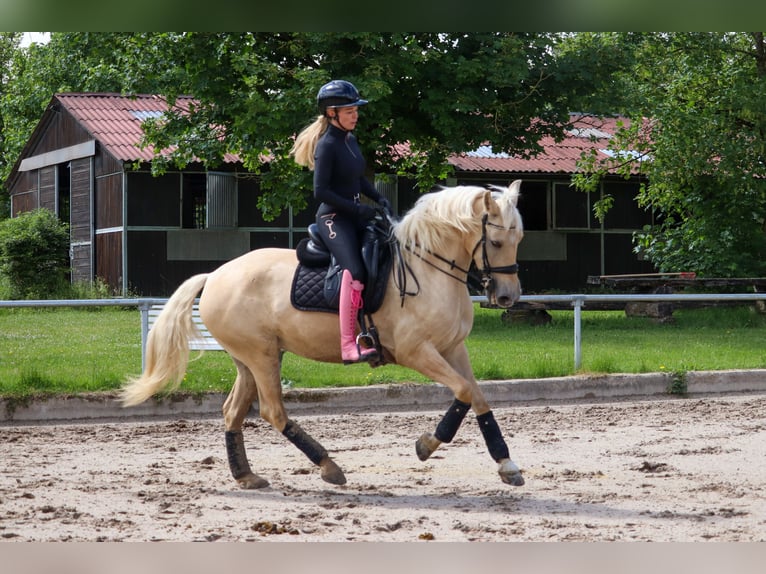 Palomino Klacz 5 lat 162 cm Izabelowata in Überherrn