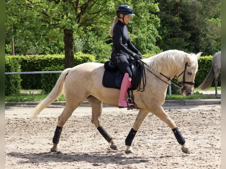 Palomino Klacz 5 lat 162 cm Izabelowata in Überherrn
