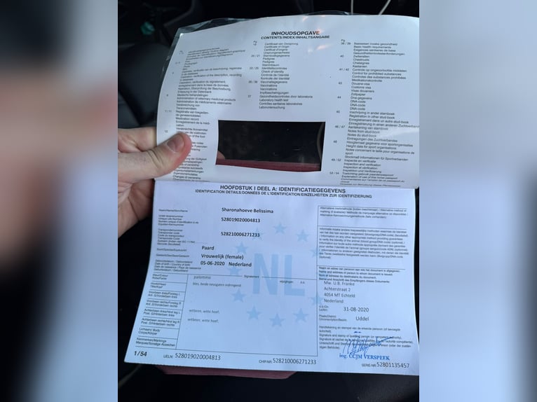 Palomino Klacz 6 lat 115 cm Izabelowata in Kevelaer