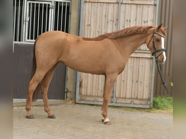 Palomino Klacz 6 lat 145 cm Kasztanowata in Geilenkirchen