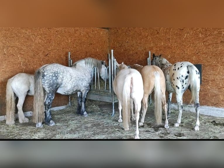 Palomino Klacz 6 lat 148 cm Izabelowata in Hattingen