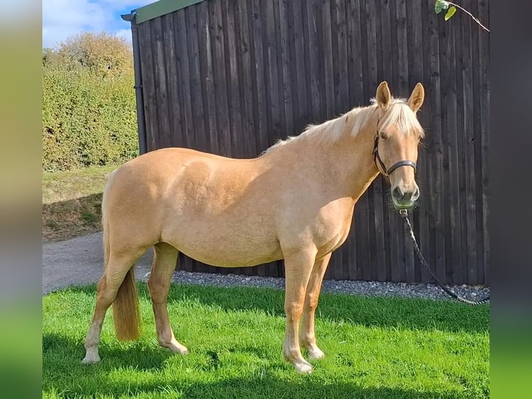 Palomino Klacz 6 lat 152 cm Izabelowata in Norwich