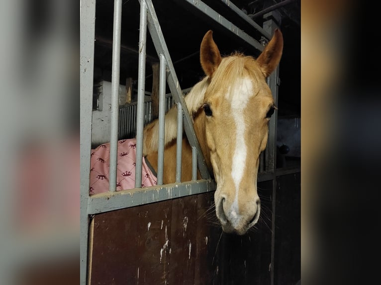 Palomino Klacz 7 lat 140 cm Izabelowata in Werne
