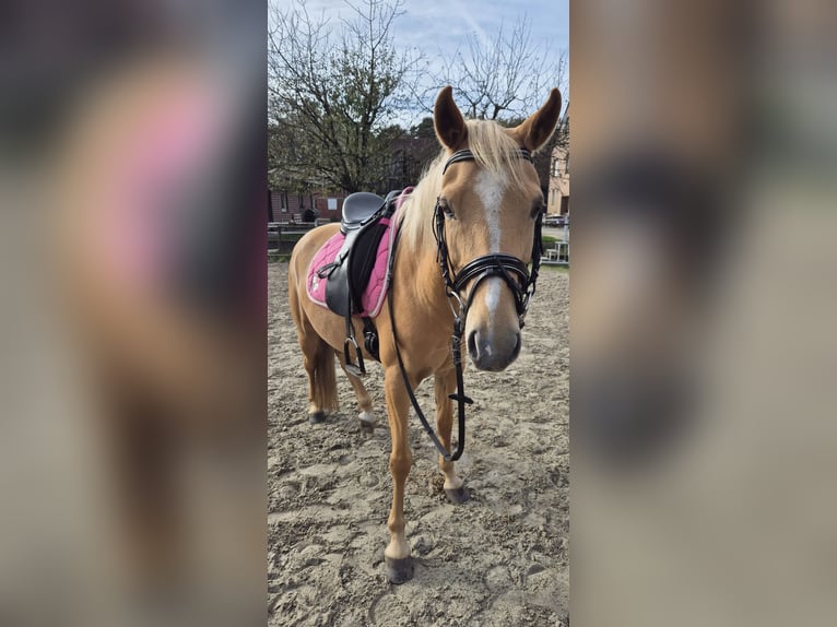 Palomino Klacz 7 lat 140 cm Izabelowata in Werne