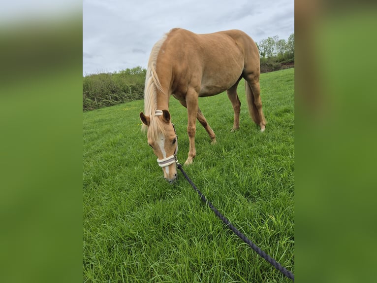 Palomino Klacz 7 lat 140 cm Izabelowata in Werne