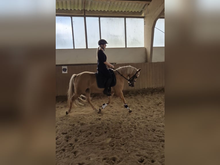 Palomino Klacz 7 lat 140 cm Izabelowata in Werne