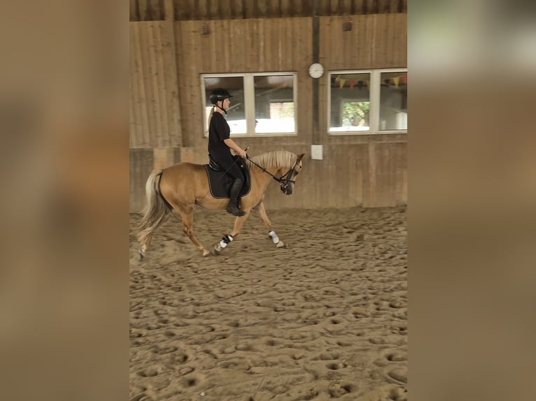 Palomino Klacz 7 lat 140 cm Izabelowata in Werne
