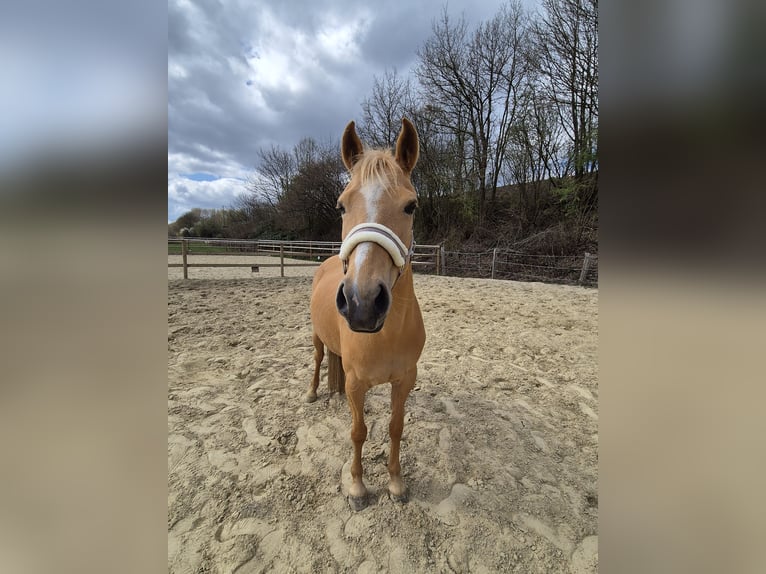 Palomino Klacz 7 lat 140 cm Izabelowata in Werne