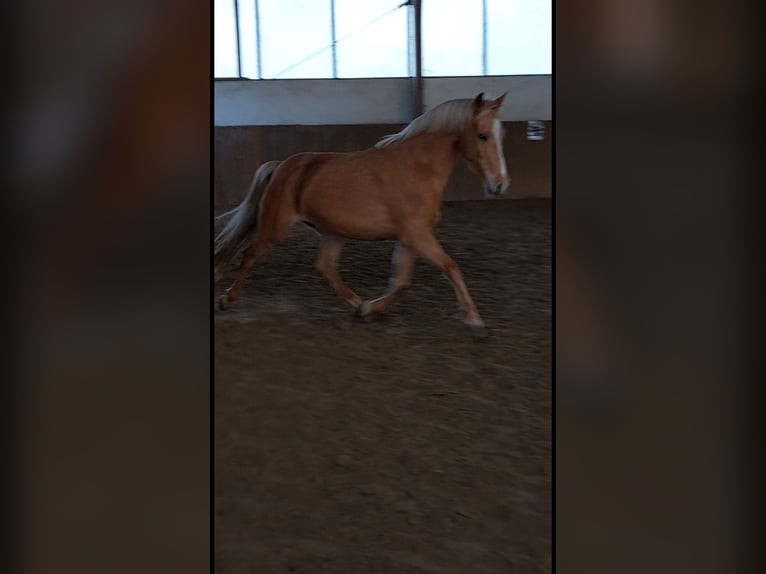 Palomino Klacz 7 lat 140 cm Izabelowata in Werne